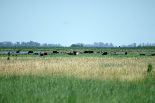 Imagen 9 de 14 de Excelente Campo De Explotación Mixta 681ha En General Pinto