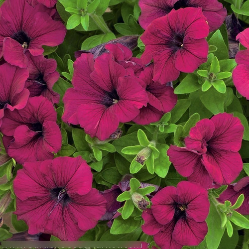 300 Semillas De Petunia Color Vino