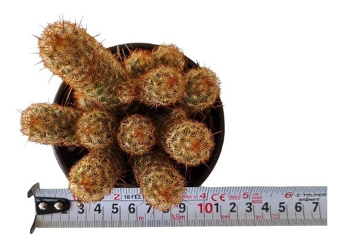 Mammillaria Elongata Set 6 Pzas M4