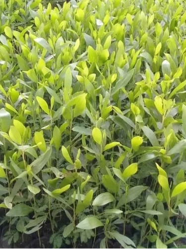 Plantas De Acacia