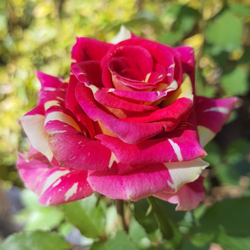 Rosas Abracadabra Bicolor - 3 Mudas Variadas Pronta Entrega