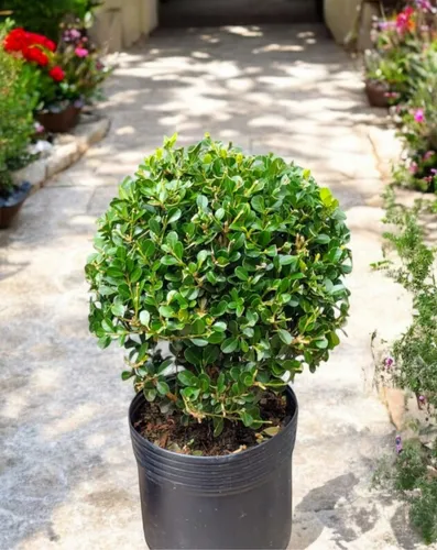 Boj - Perfecto Para Decoración De Jardin, Balcon, Interior.