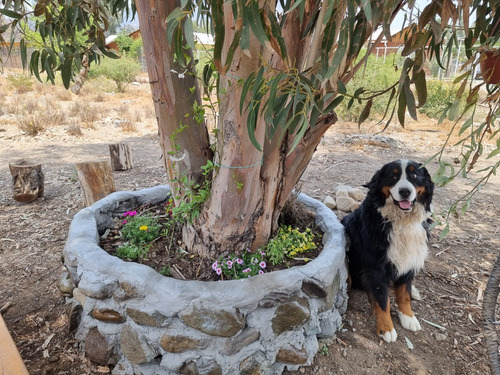 Boyero De Berna Cachorros