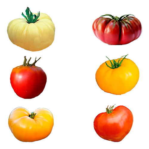  Tomates Grandes Mix - 6 Variedades