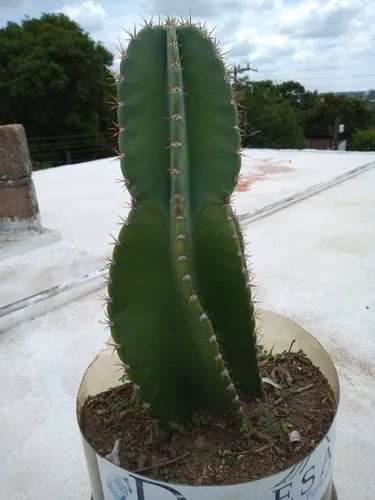 Cereus