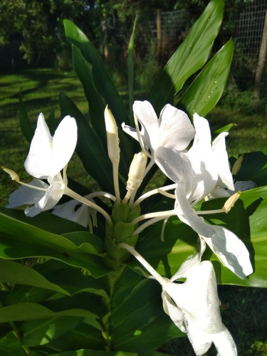 Caña De Ambar, Flor De Cuba, Flor Mariposa,plantas | Cuotas sin interés Caña De Ambar, Flor De Cuba, Flor Mariposa,plantas | Cuotas sin interés