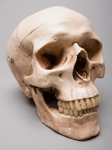 Life-size Harvey Skull- 2 Nd 5840dn Aged Version