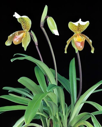 1 Orquídea Paphiopedilum Adulta No Vaso | MercadoLivre