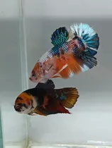 Comprar Casal Betta De Linhagem Candy Pk Matriz 
