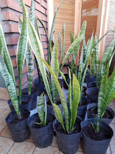 Planta Sansevieria / Lengua De Suegra / Espada De San Jorge