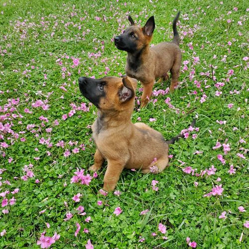 Cachorros Pastor Belga Malinois 