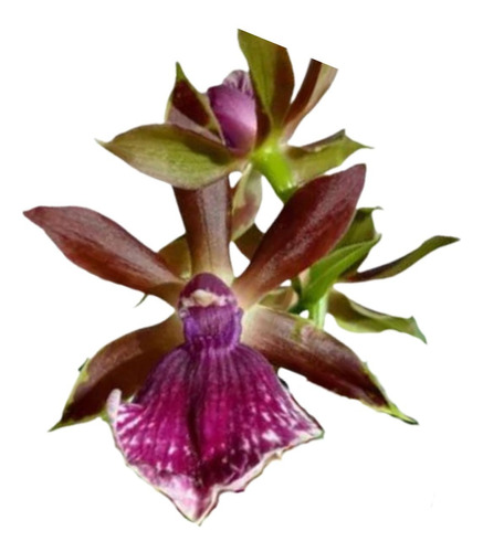 Linda Orquídea Perfumada Zygopetalum Exótica Planta Adulta 