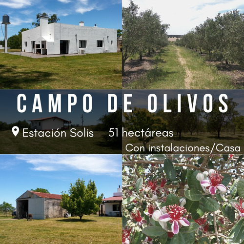 Campo De Olivos De 51 Hectáreas En Estación Solis. Olivos. 