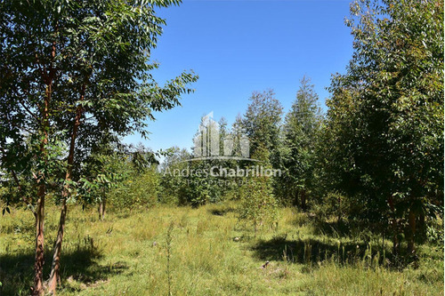 Imagen 6 de 11 de Campo Forestado En Estacion Yerua