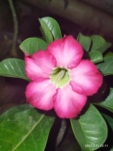 Flor Del Desierto Fucsia 