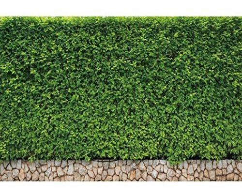 10x8ft Green Leaf Backdrops For Photography Green Ivy P...