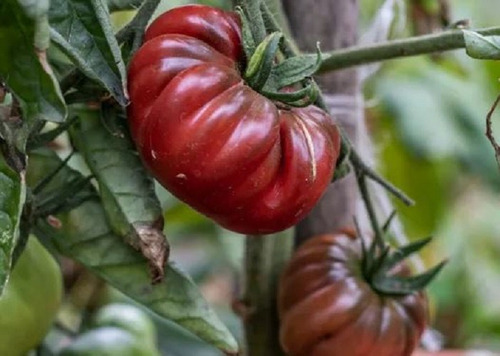 50 Semillas De Tomate Muruno + Instructivo