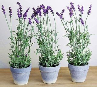 Planta Lavanda | MercadoLibre ?