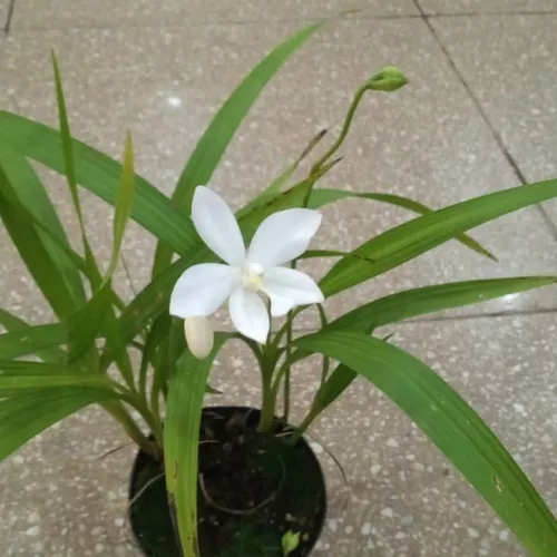 Spatoglotis Alba (muda Sem Flor) Orquídea Rara