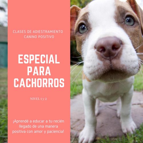 Imagen 2 de 5 de Clases De Adiestramiento Canino 100% Positivo