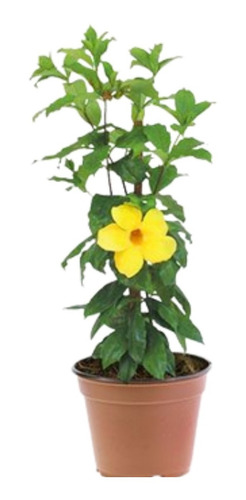 Planta Copa De Oro