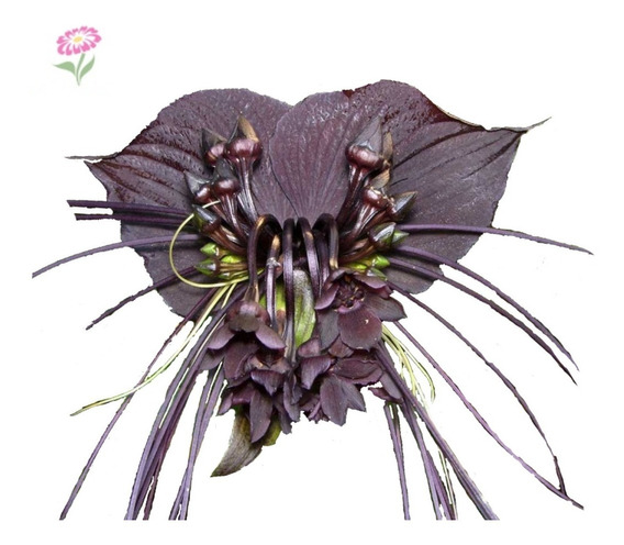 Orquidea Morcego Jardim Jardinagem | MercadoLivre 📦