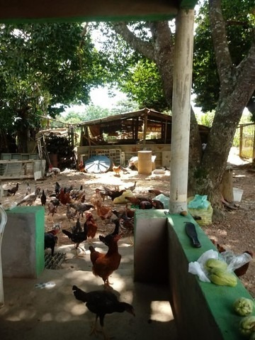 Imagem 20 de 20 de Área Rural De Santo Antônio Do Descoberto Chácara 20000m² - Meuimm318 - 68460371