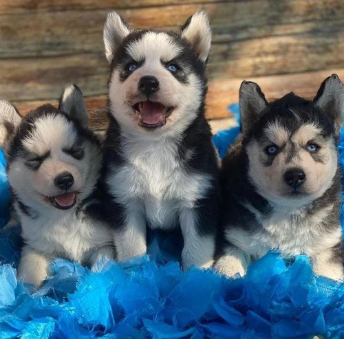 Husky Siberiano Cachorros 