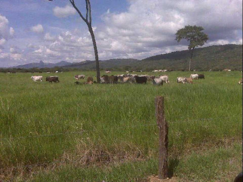 Imagen 6 de 25 de Finca De 400 Has En Sabana Grande De Orituco