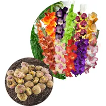 Comprar Bulbos De Gladiolos Super Exoticos X 10 Bulbos 