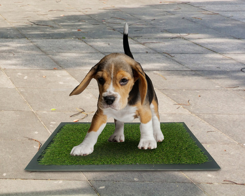 Mikel´s Ts-1p Tapete Entrenador Para Perro 50 X 42 Cm