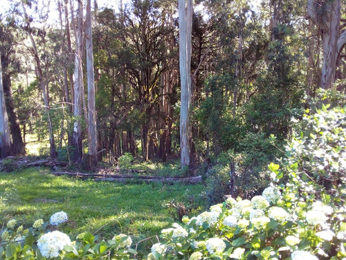 Terreno Em Gramado/rs Com 8,87 Hectares.