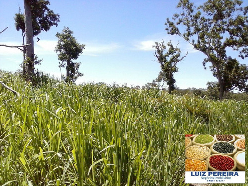 Imagem 5 de 12 de Fazenda À Venda Em Itacajá - T0 - De 230 Alqueirões (dupla Aptidão) - 1620