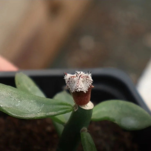 Planta Pereskiopsis Diguetii / Cactus Para Injertos
