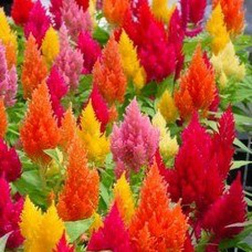 Oferta!! 30 Semillas Celosia Plumosa, Mix Colores 