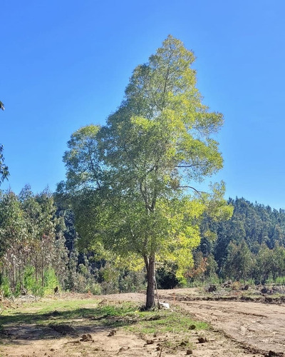 Sitios En Condominio Quebrada Küyen De Pichilemu