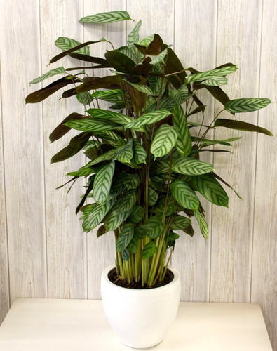 Calathea Compactstar - Planta De Interior