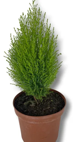 comprar Pino Limon Excelentes! Variedad De Tamaños