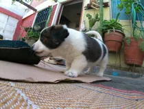 Comprar Hermosos Cariñosos Y Vivaces Cachorros Jack Russell Terrier