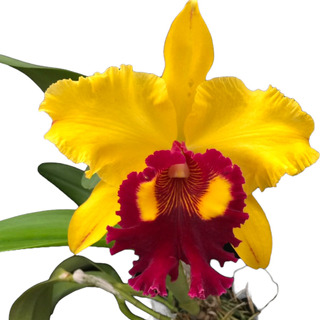 Orquidea Cattleya Lilas Jardim | MercadoLivre 📦