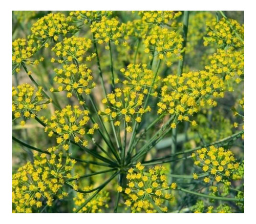 Semilla Mix Aromaticas Anasac Mimbral