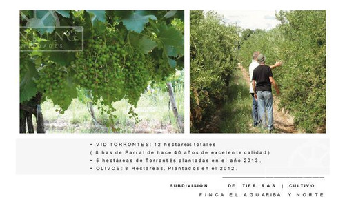 Campo - Finca Productiva De Primer Nivel, Mendoza, 80 Hectareas