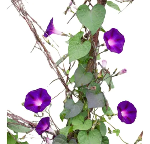 Campanilla Púrpura Ipomoea Purpurea Enredadera Nativa