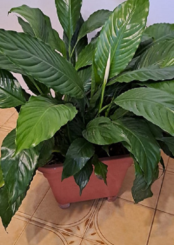 Planta Spathyllium O Cala Blanca - Grande! - Hermosa!