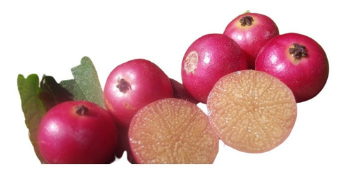 80 Sementes De Calabura Cereja De Jamaica Capulim Fruta