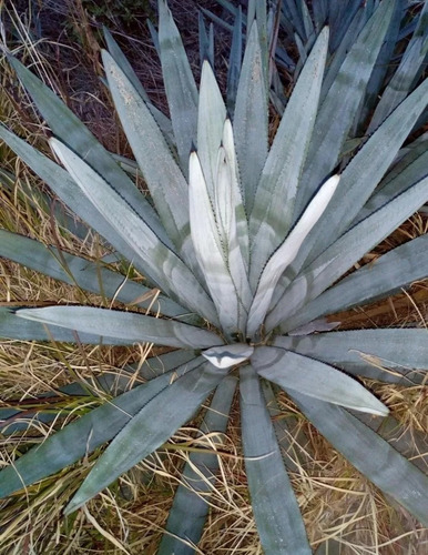 Agave Tequilana Weber,  Agave Azul, 10 Semillas,  Mp