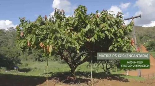 Imagem 16 de 30 de Fazenda De Cacau, Látex E Mogno No Brasil - Cidade Ituberá-ba - 7654