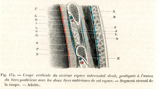 Grabado Antiguo Medicina Del Segmento Esternal De La Copa