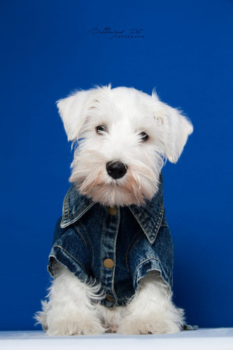 Filhotes De Schnauzer Miniatura Branco Sal E Pimenta E Preto