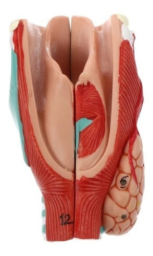 Modelo Anatomico De Estudio Laringe Garganta Tiroides